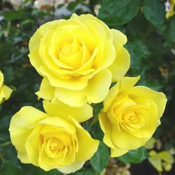 Роза миниатюрная Голд Симфони