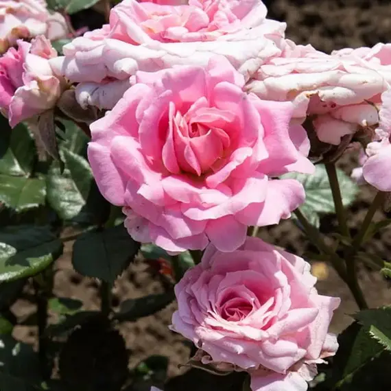 Роза миниатюрная Леди Мейяндина