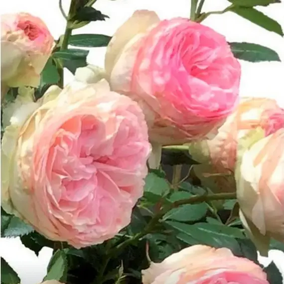 Роза плетистая Декор