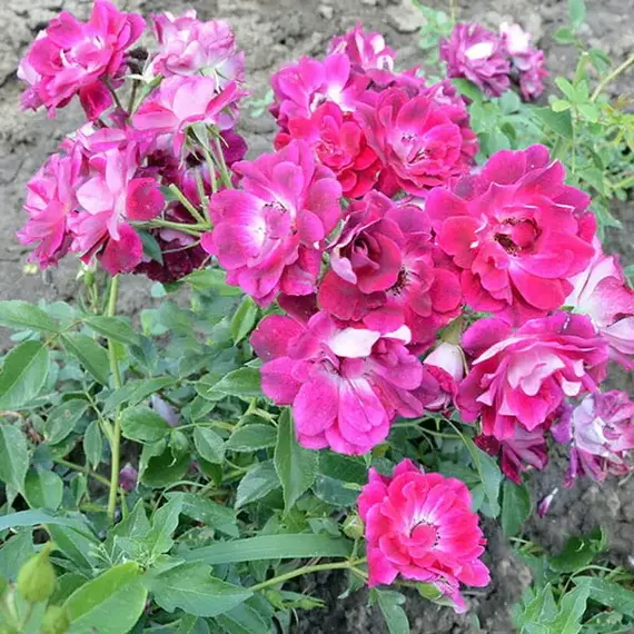 Роза шраб Ред Айсберг