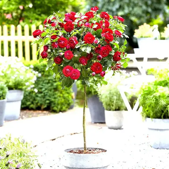 Роза на штамбе Ред Дет