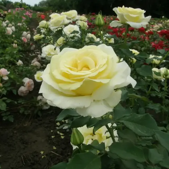 Роза чайно-гибридная Элина