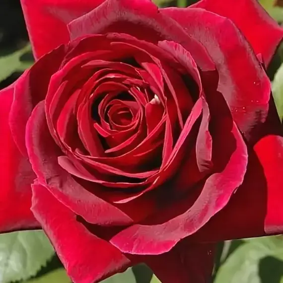 Роза чайно-гибридная Мистер Линкольн