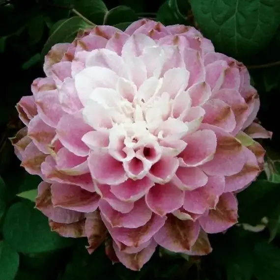 Клематис Дэнсинги