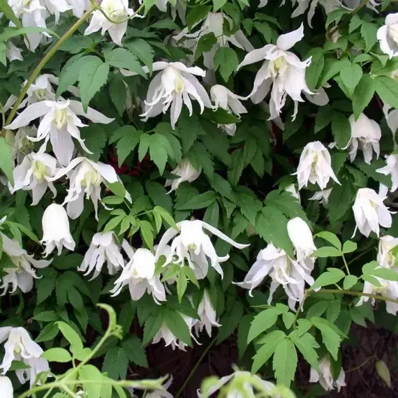 Клематис Вайт Свон (княжик)