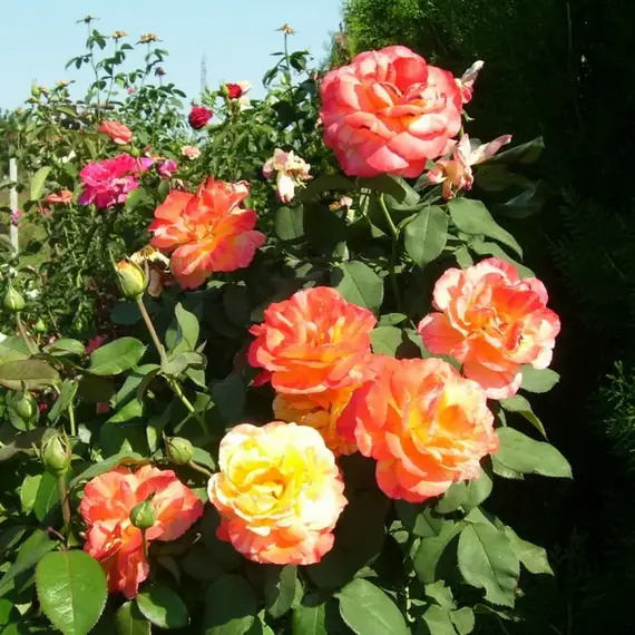 Роза на штамбе Марвел