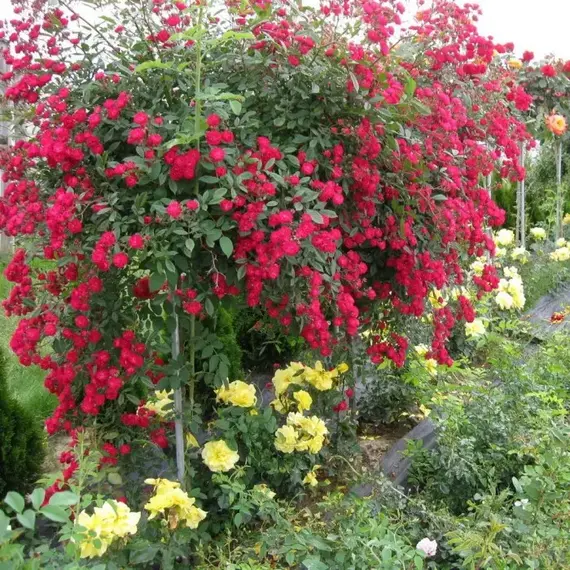 Роза на штамбе Альберих