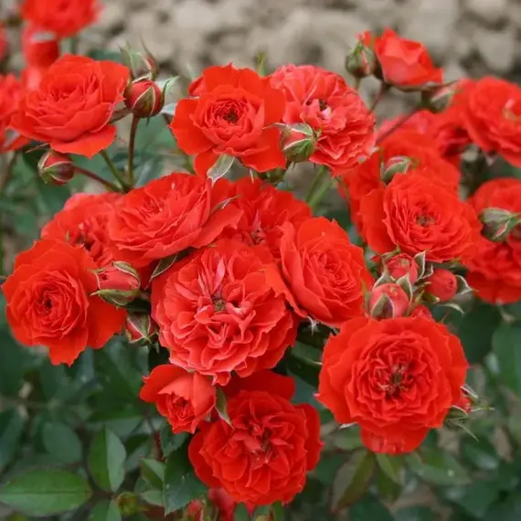 Роза миниатюрная Бэби Баккара