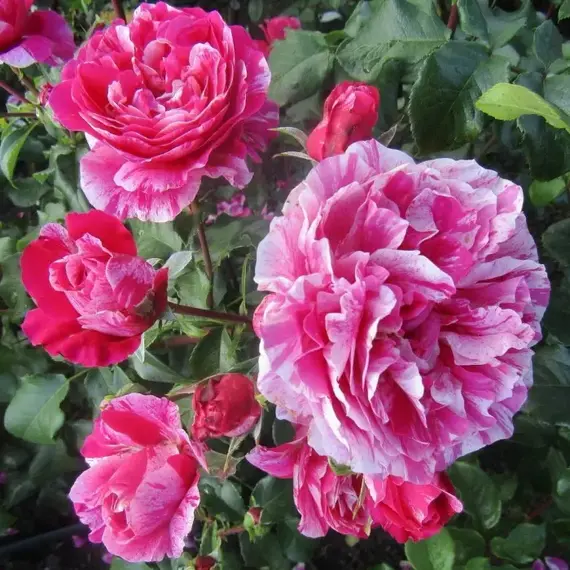 Роза плетистая Инес Састр