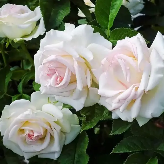 Роза плетистая Шванензее (Сван Лейк)