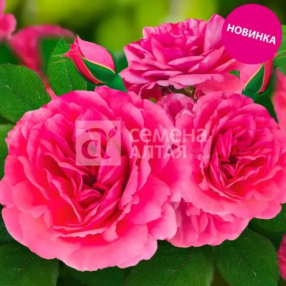 Роза плетистая Рапунцель