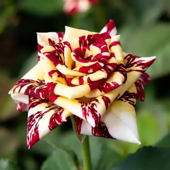 Роза чайно-гибридная Симсалабим