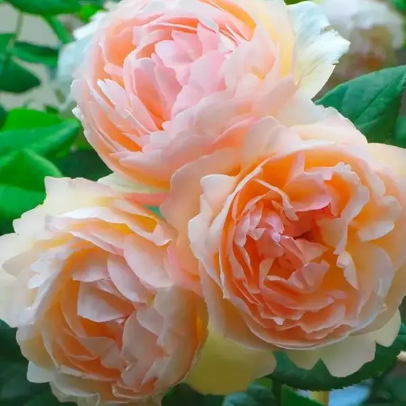 Роза плетистая Флёр