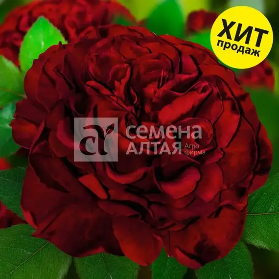 Роза чайно-гибридная Энкре Нуар