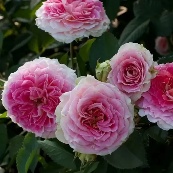 Роза плетистая Юлий Цезарь