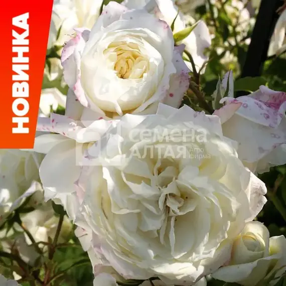 Роза плетистая Фьюче