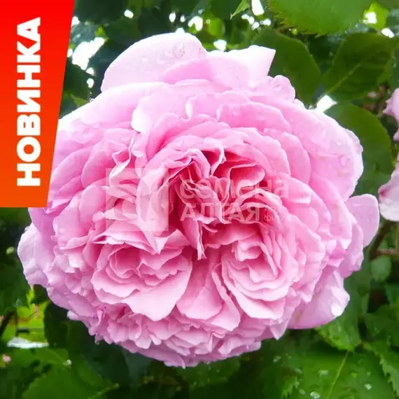 Роза плетистая Бьенвеню