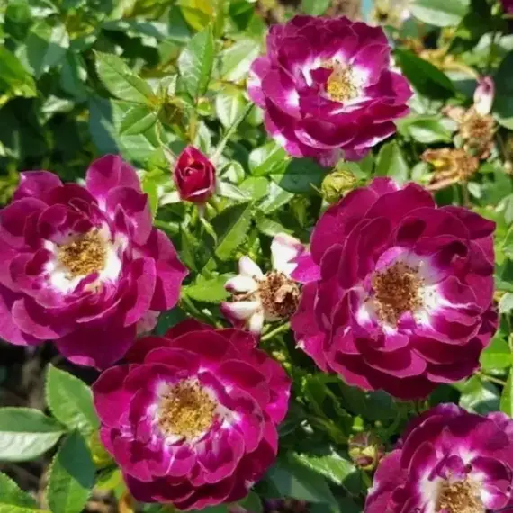 Роза спрей Манитоба