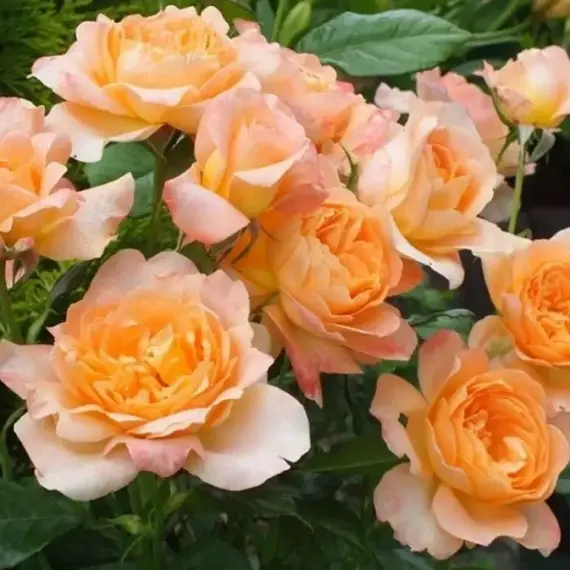 Роза шраб Шерлок Холмс