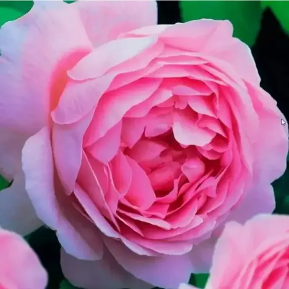 Роза центифольная (столепестковая) Паллада