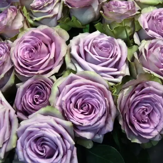 Роза чайно-гибридная Тиара