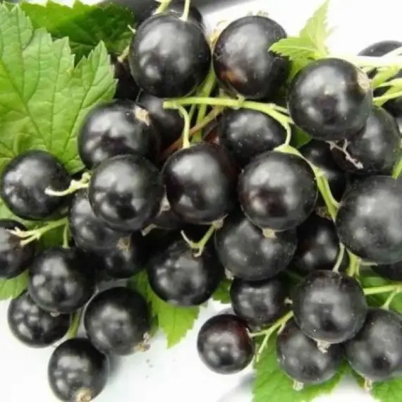 Смородина черная Черный жемчуг