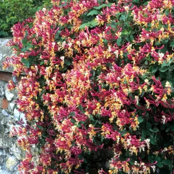 Жимолость вьющаяся Серотина