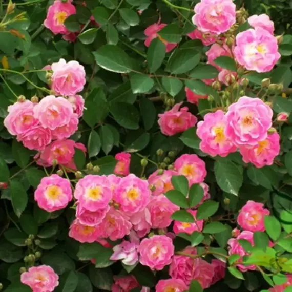 Роза на штамбе мультифлора