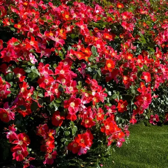 Роза почвопокровная Кандиа Мейдилэнд