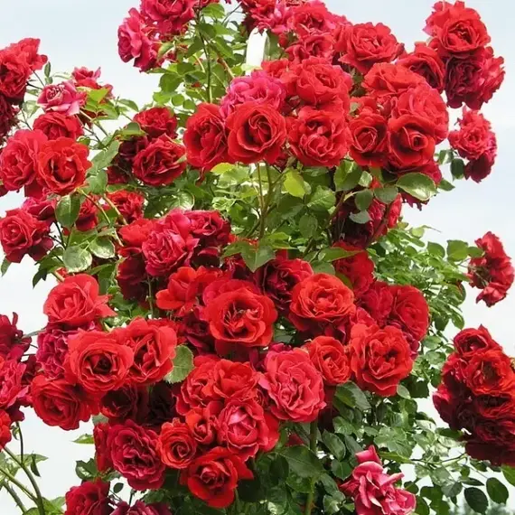 Роза плетистая Симпати