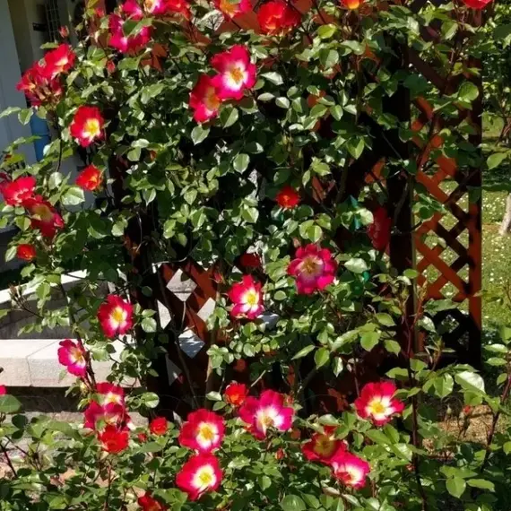 Роза плетистая Коктейль