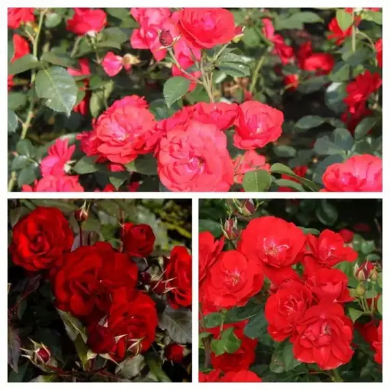 Роза флорибунда Торнадо