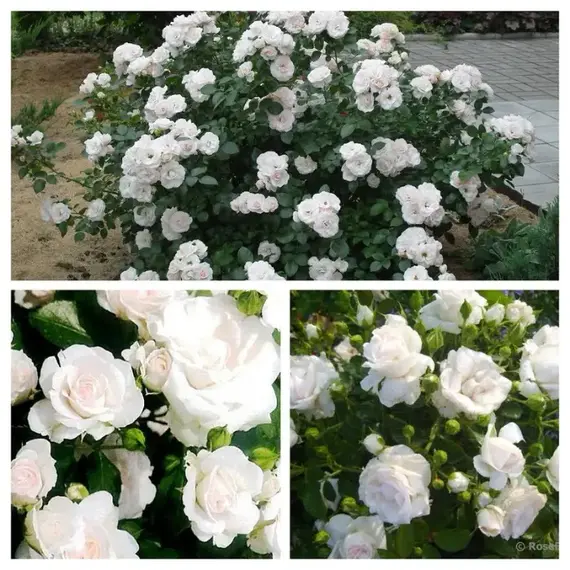 Роза флорибунда Аспирин