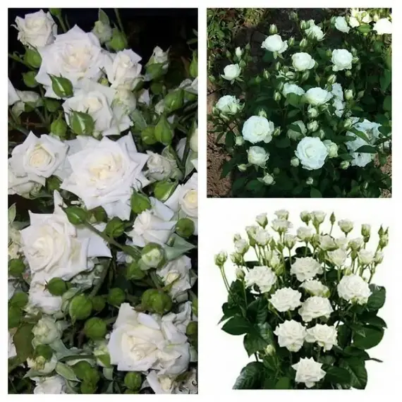 Роза спрей Сноу Денс