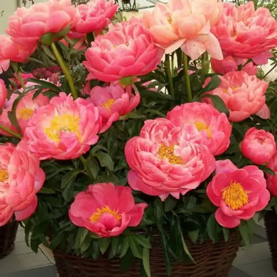 Пион молочноцветковый Корал Чарм