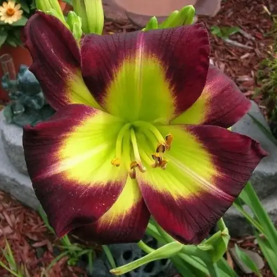 Лилейник Найт Бекон