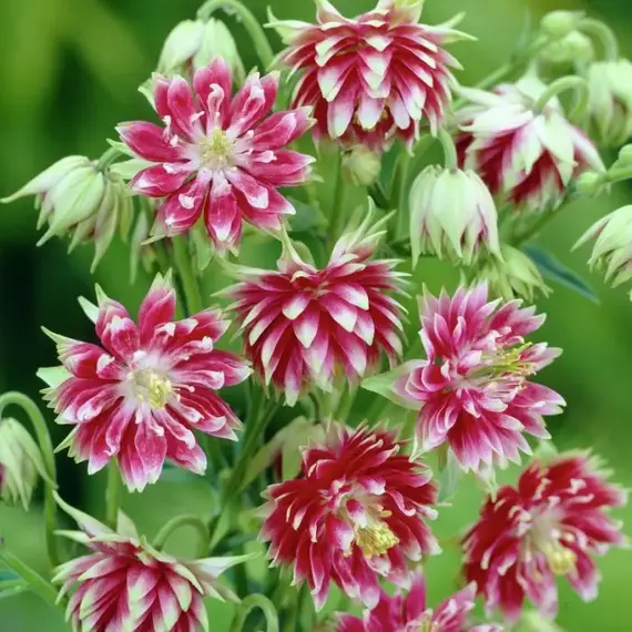 Аквилегия Нора Барлоу