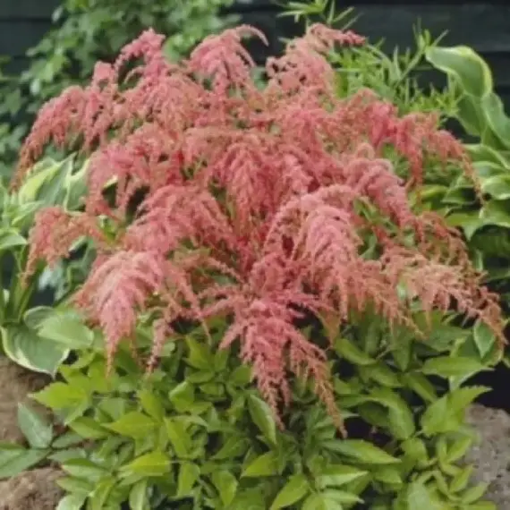 Астильба Страуссенфедер