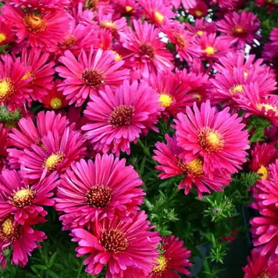 Астра Дженни