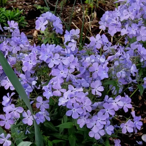 Флокс растопыренный Блу Мун