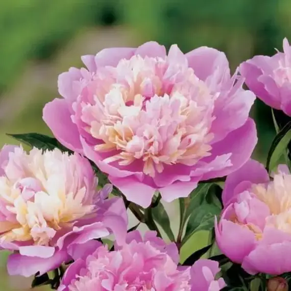 Пион молочноцветковый Сорбет