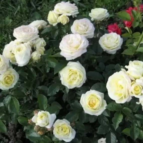 Роза флорибунда Чамборд Кастл