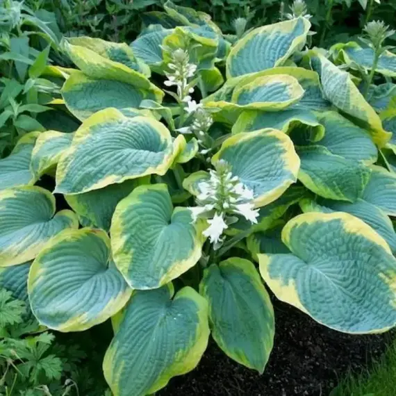 Хоста Фрэнсис Вильямс