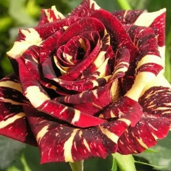 Роза чайно-гибридная Фокус-Покус