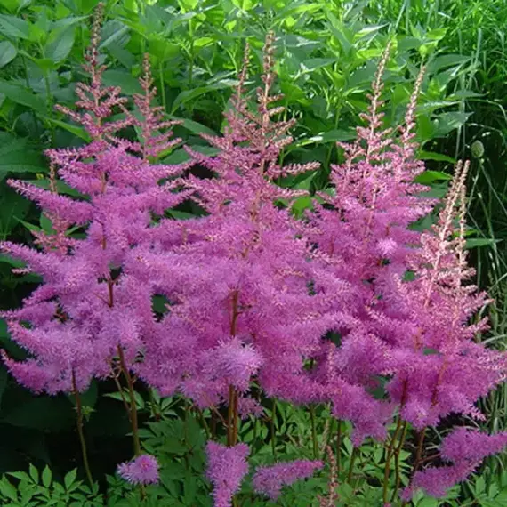 Астильба Аметист