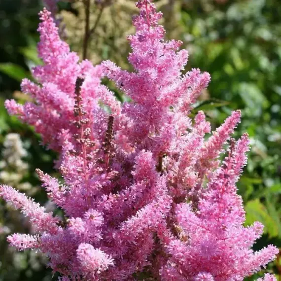 Астильба Америка