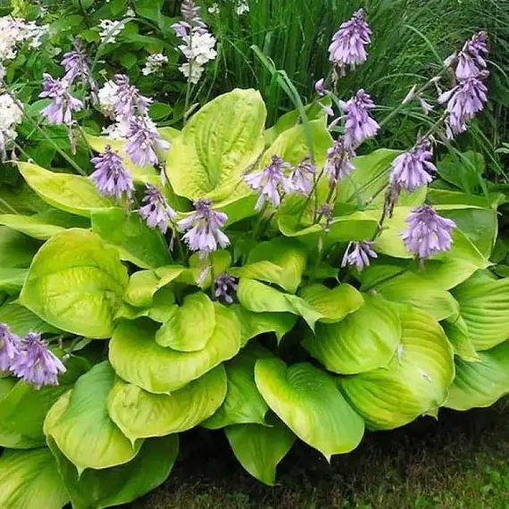 Хоста Сам энд Сабстэнс