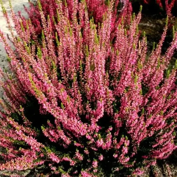 Вереск обыкновенный малиновый микс