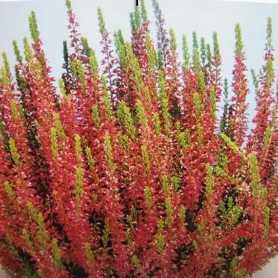 Вереск обыкновенный Хармке