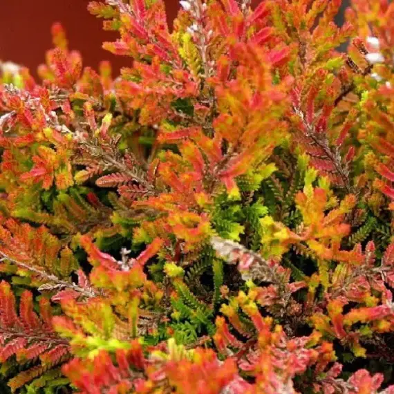 Вереск обыкновенный Виквар Флейм